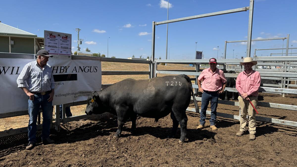  Willoughby stud principal Ken Warton with the top-priced bull and Elders Ballarat livestock agents Jason Fry and Nick Gray. Picture supplied