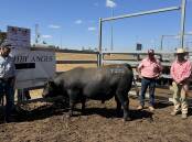 Willoughby stud principal Ken Warton with the top-priced bull and Elders Ballarat livestock agents Jason Fry and Nick Gray. Picture supplied