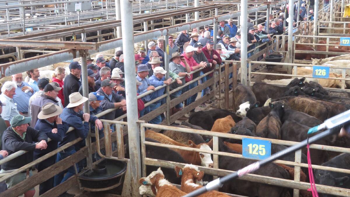SOFTER PRICES: There was a price dip on heavier steers at Leongatha, on the back of a softening of quality.