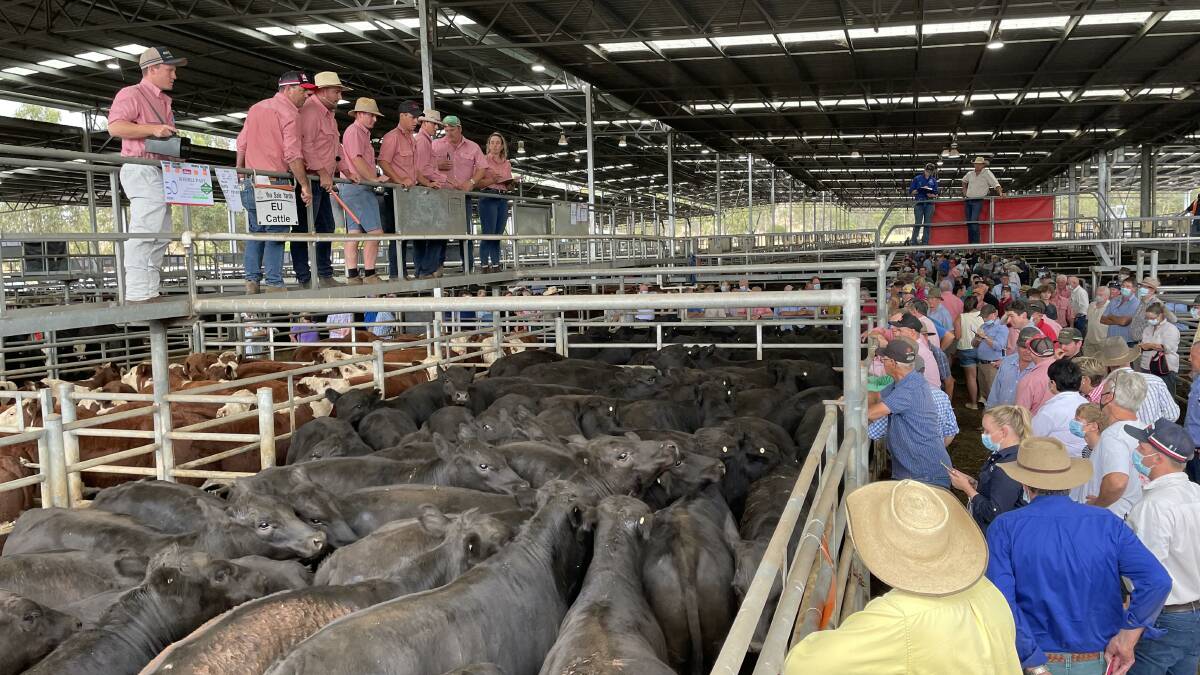 Elders auctioneers at a recent Yea store cattle sale. Picture supplied.