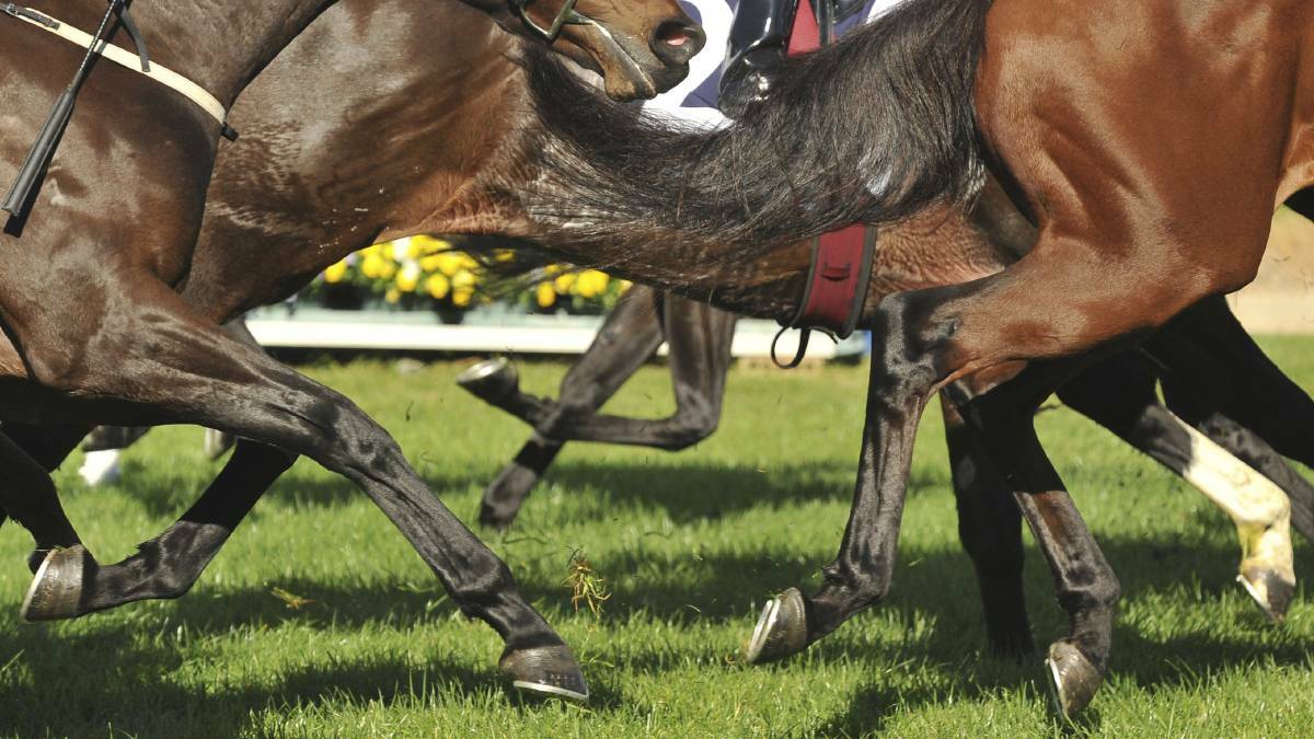 At this point, Victoria's Chief Veterinary Officer Graeme Cooke says Agriculture Victoria have only found normal causes of death in 13 horses, which have died suddenly. File picture