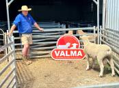 Valma stud principal Andrew McLauchlan with lot 13, one of two top-priced rams in this year's annual sale. Picture supplied.