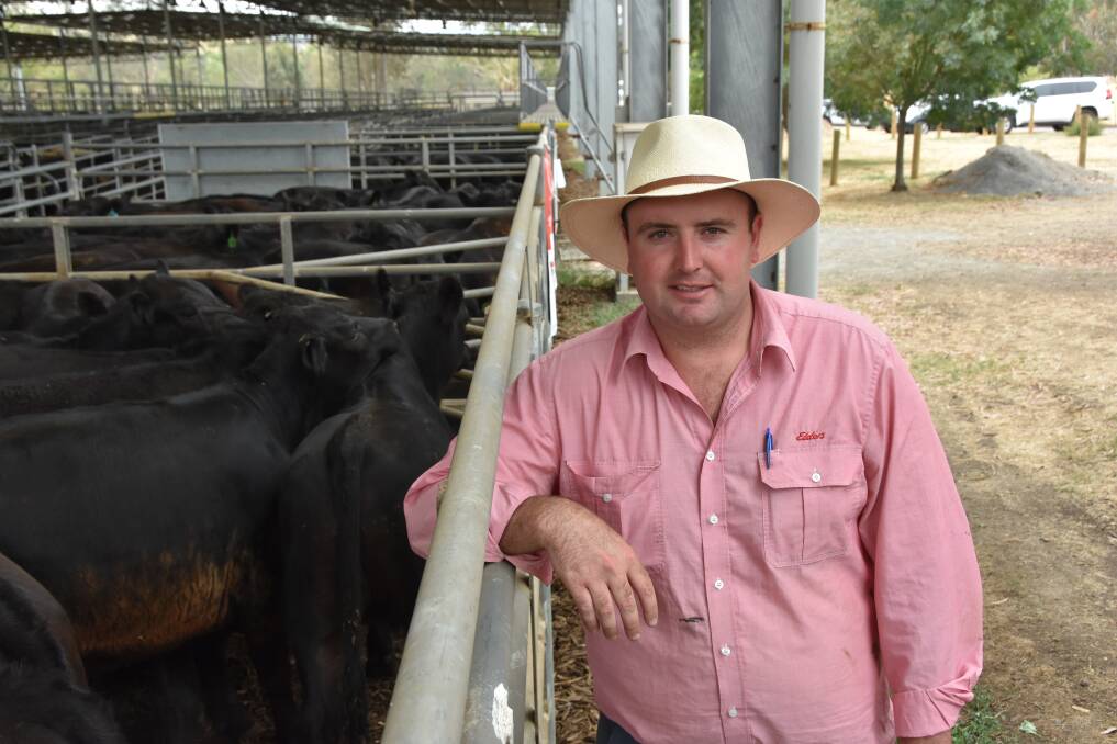STRONG SALE: Elders Jamie Quinlan says bullock fatteners and feedlotters kicked off another monthly sale at Yea.