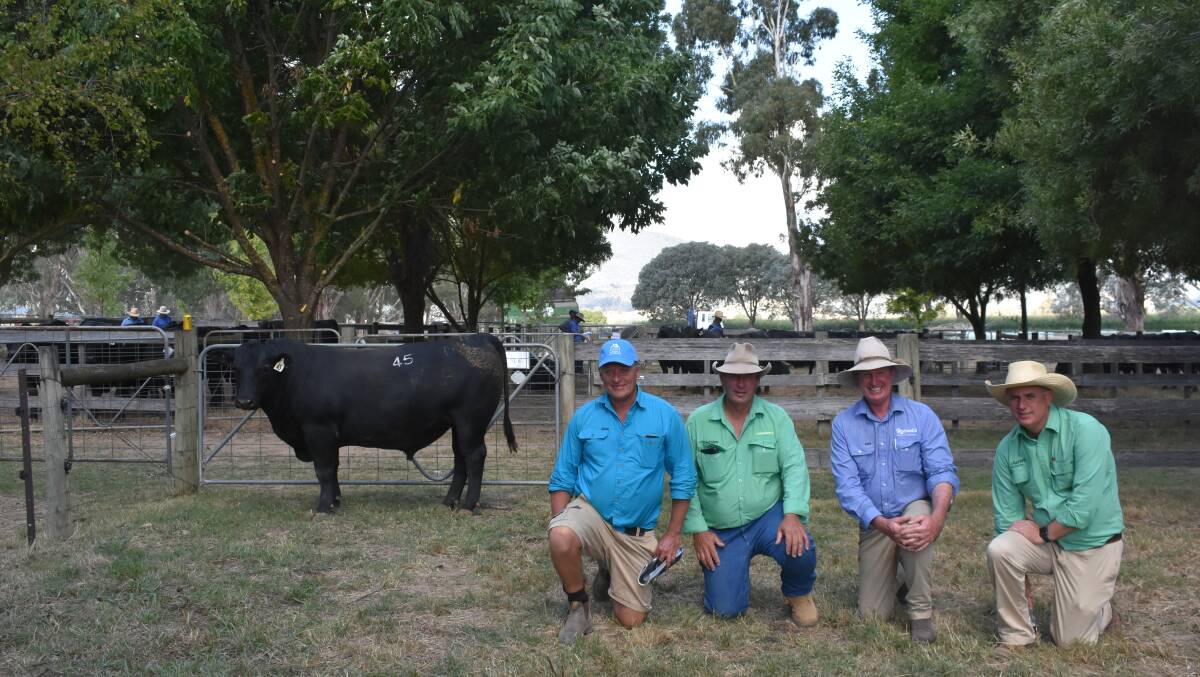 The top-priced bull, Alpine Quarterback S431. with Alpine manager Chris Oswin and agents Nutrien Ivone Agencies Dan Ivone, Myrtleford, Rodwells Euroa livestock agent Mick Curtis and auctioneer Nutrien Ag Solutions, Peter Godbolt, Albury. Picture by Andrew Miller