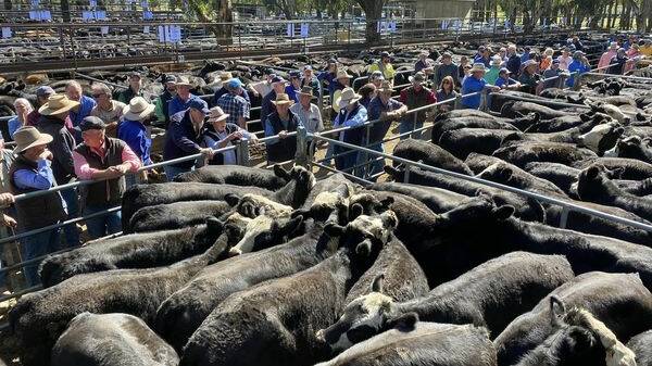 Agents yarded more than 3000 head of cattle at the annual Myrtleford weaner sales. Picture supplied