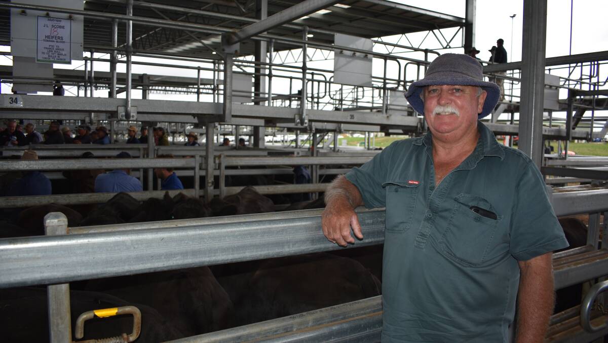 Ballarat joined female cattle sale