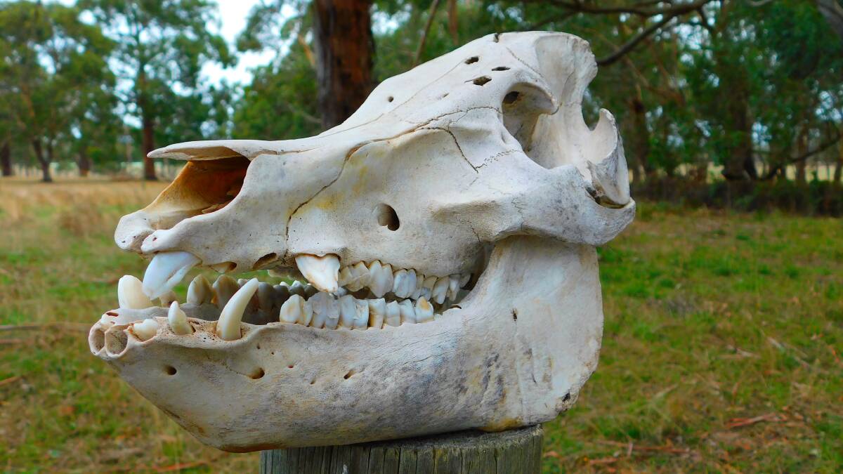 FERAL PIGS: This skull was found near St Helens.
