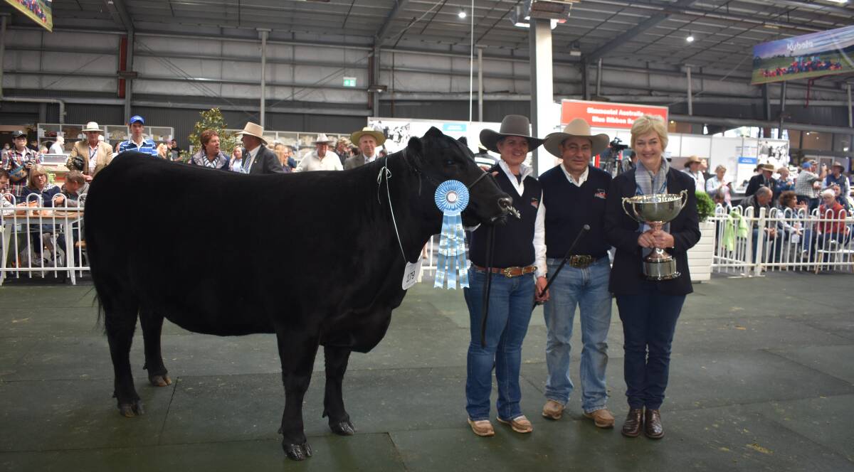 Angus competition