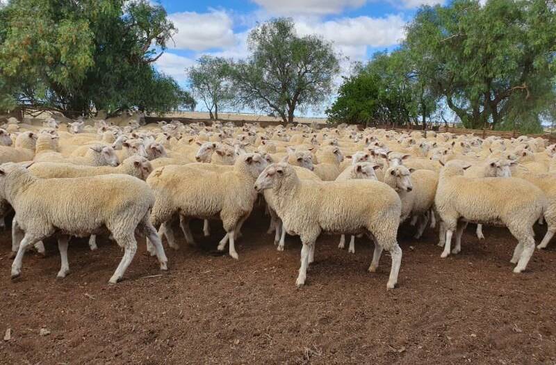 RECORD PEN: These ewes were sold for a record price at the Wycheproof Special Store sale.