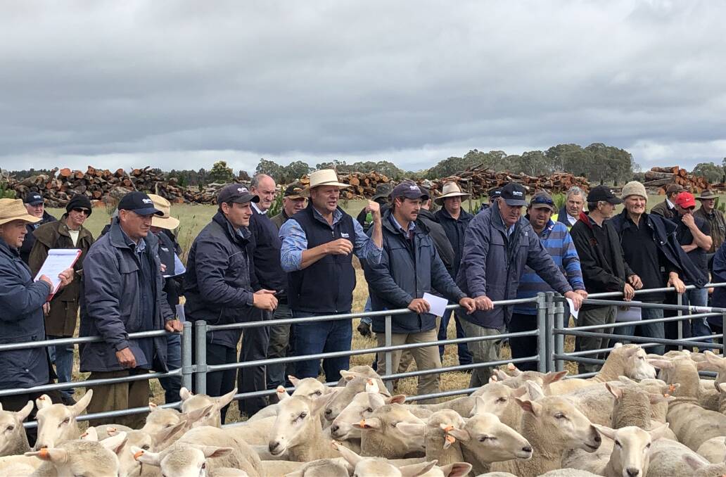 EDENHOPE RECORD: A record has again been set at the annual Edenhope first-cross ewe sale. File photo.