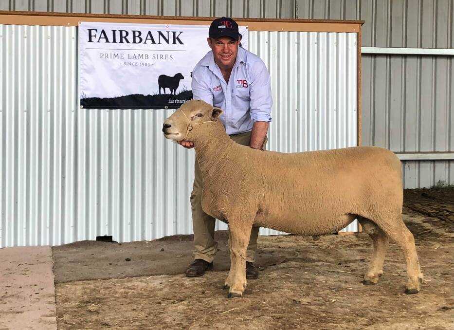 SALE TOPPER: Fairbank stud co-principal Chris Badcock with the sale-topping ram, which went to Victoria.