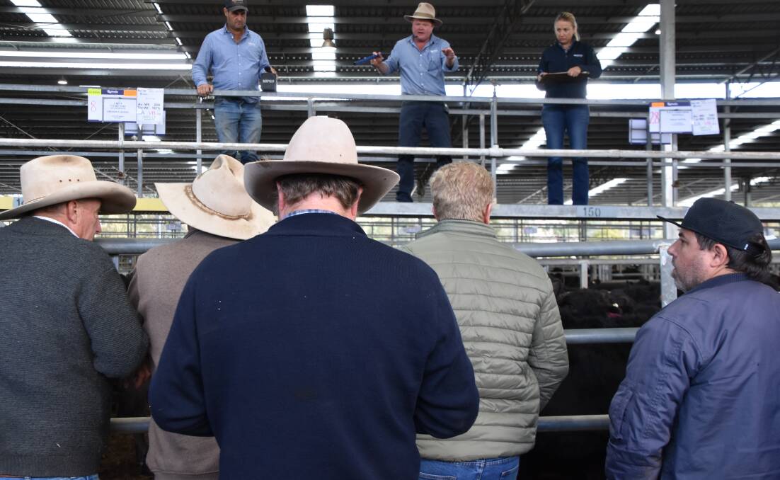 BIG GALLERY: A large buying gallery turned out for the monthly Yea store sale, which saw prices reach 450cents/kilogram for some young steers.