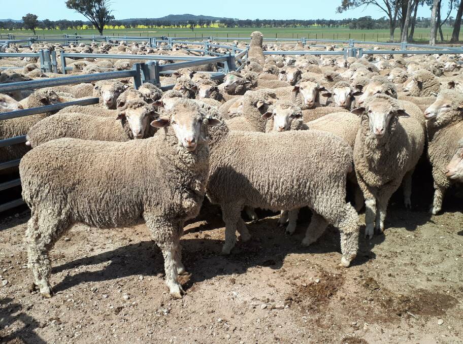 REPORT THEFTS: Sheep are a primary target of thieves, operating in rural areas.