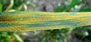 Agriculture Victoria has warned crop growers to act early, to avoid the impact of stripe rust - expected to be a major challenge, this year. Picture supplied.