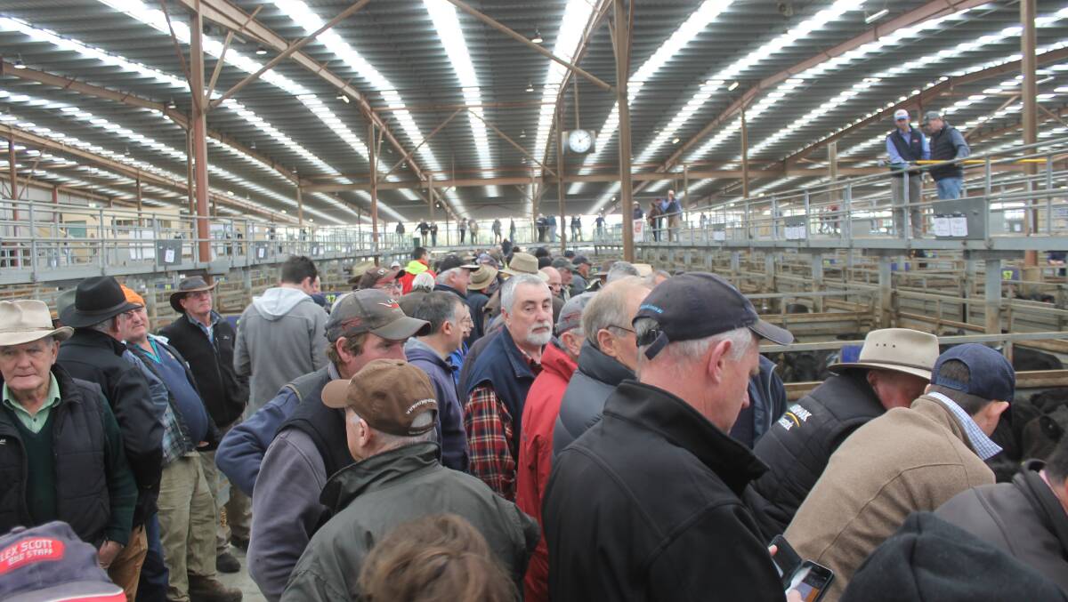 PRICES EASING: Agents said prices for heavier cattle continued to ease, at last week's fortnightly Pakenham store sale, although prices for younger animals held up. The sale also saw the dispersal of TB and R Waterfall, Balnarring's Charolais herd. 