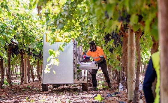 HARVEST HELP: While Victorian fruit growers have welcomed the state government's asistance to help overcome labour shortages, they say its too late for this season.