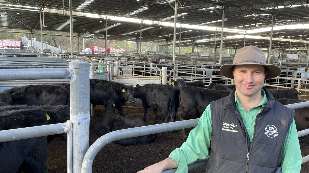 Nutrien Delaney Livestock and Property, Warragul, auctioneer Anthony Delaney officiated at a small Yea yarding. Picture supplied 