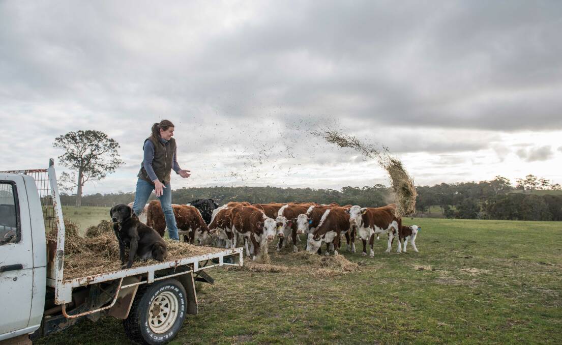DROUGHT HELP: East Gippsland farmers are hand feeding stock, as the drought continues to grip. The State Government says farmers can now apply for further assistance.