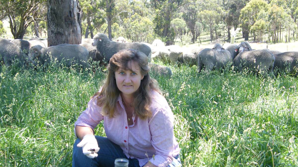 WORM WATCH: ParaBoss executive officer Dr Deborah Maxwell has warned Victorian sheep producers to be on the lookout for Barber's Pole worm.