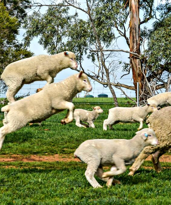 LAMB THEFTS: Warrnambool-based livestock special investigator Detective Senior Constable Wayne Ryan is urging farmers to ensure lambs are marked and tagged.
