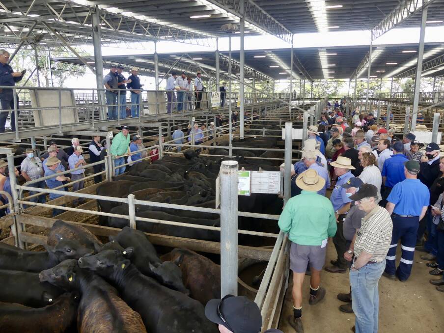 SOLID SALE: Colac agents said local buyers were attracted to the smaller lot sizes at the March store cattle sale. File picture.