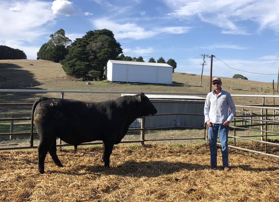 TOP BULL: Yallourn North's Mick Higgins paid top price for this bull, Pinora Ness.