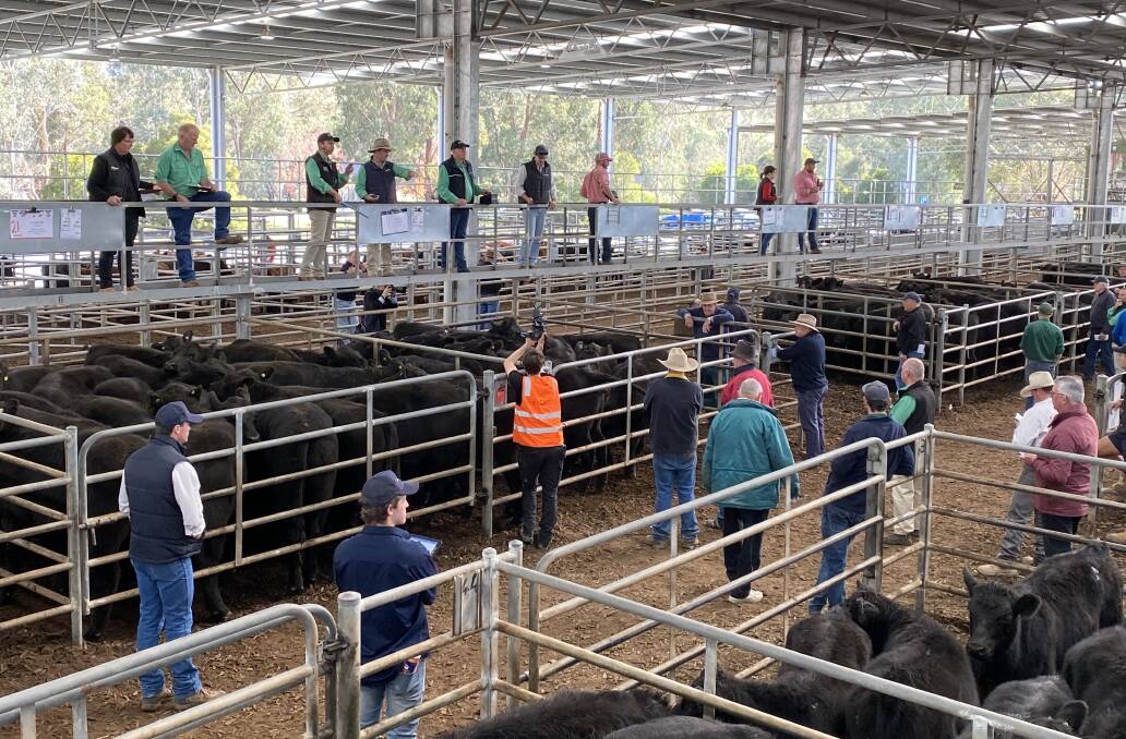 NSW BUYERS: Cattle from this month's Yea store market again headed over the Murray River to feedlots.