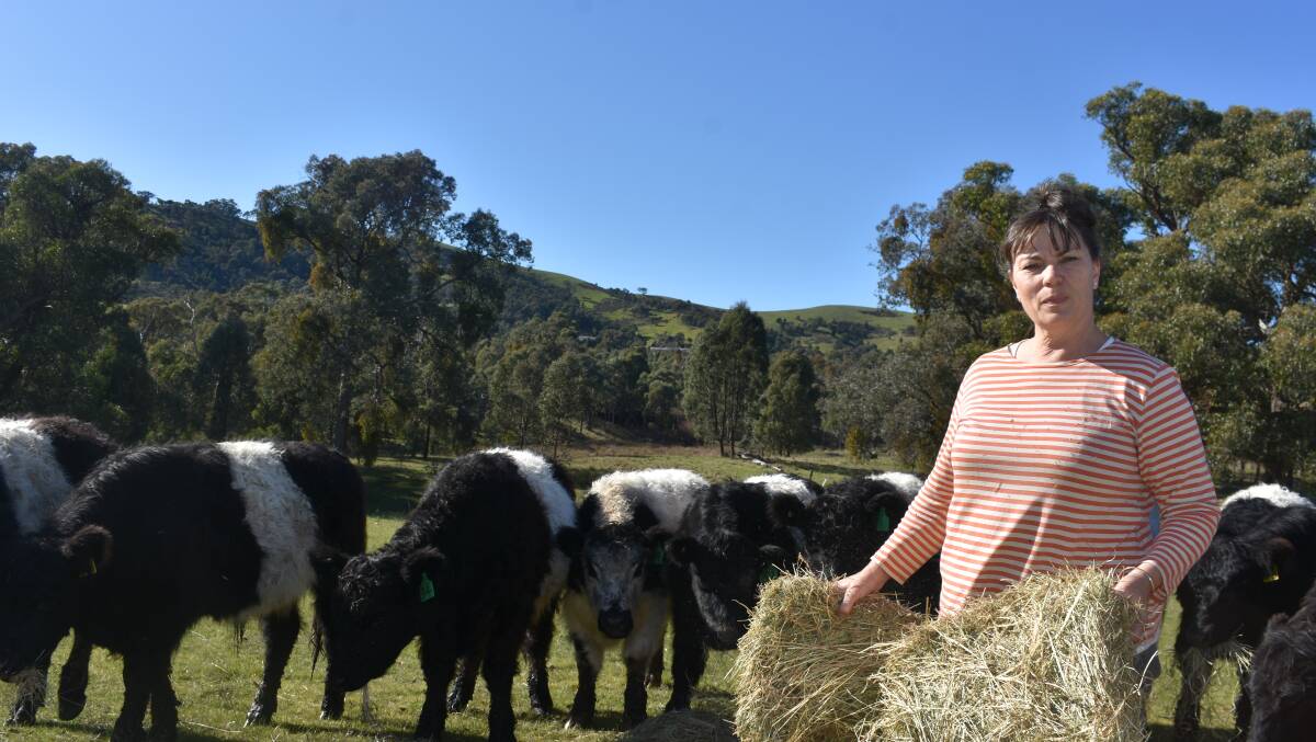 LOOSER REGULATIONS: Lizette Snaith, who runs Warialda Belted Galloways with husband Allen, sells meat at farmer's markets, but said she they would like to store it on farm and possibly sell it from a farm-gate shop.