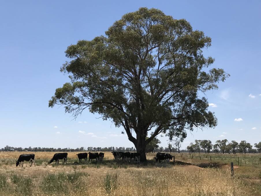PADDOCK TREES: The Goulburn Broken Catchment Management Authority and Greater Shepparton City Council have declared 2019 the Year of the Paddock Tree. 
