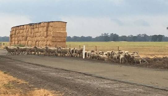 SHEEP THEFT: Some of the sheep, allegedly stolen from the Tungamah property.