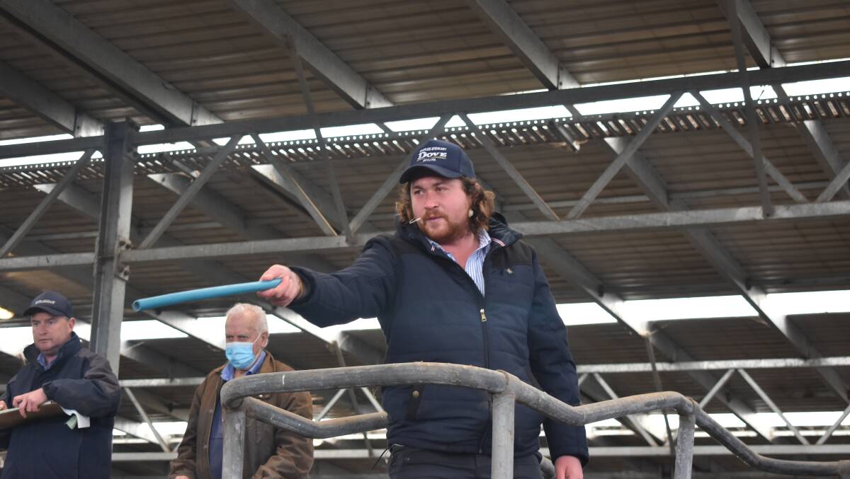 TAKING BIDS: Charles Stewart Dove auctioneer Shelby Howard takes bids at a recent Colac store cattle sale.