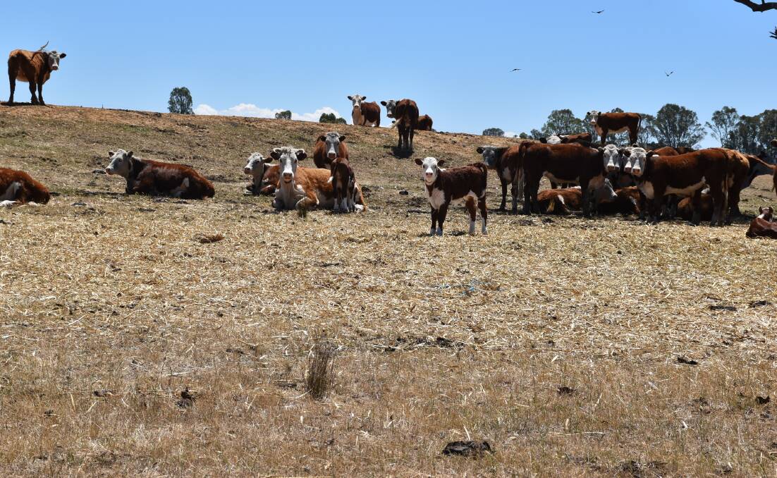DROUGHT FUNDING: Gippsland farmers, hit by drought, say the State Government's support for infrastructure funding is welcome.