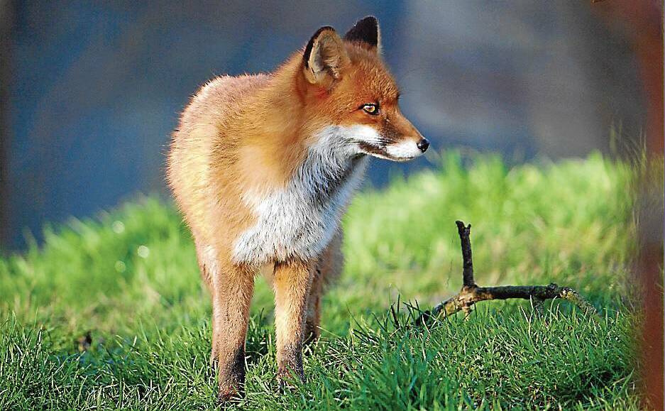 FOX BOUNTY: Agriculture Victoria Biosecurity Manager Jason Wishart says people can submit entire fox scalps for a $10 reward and entire wild dog body parts for a $120 reward during scheduled collection times.