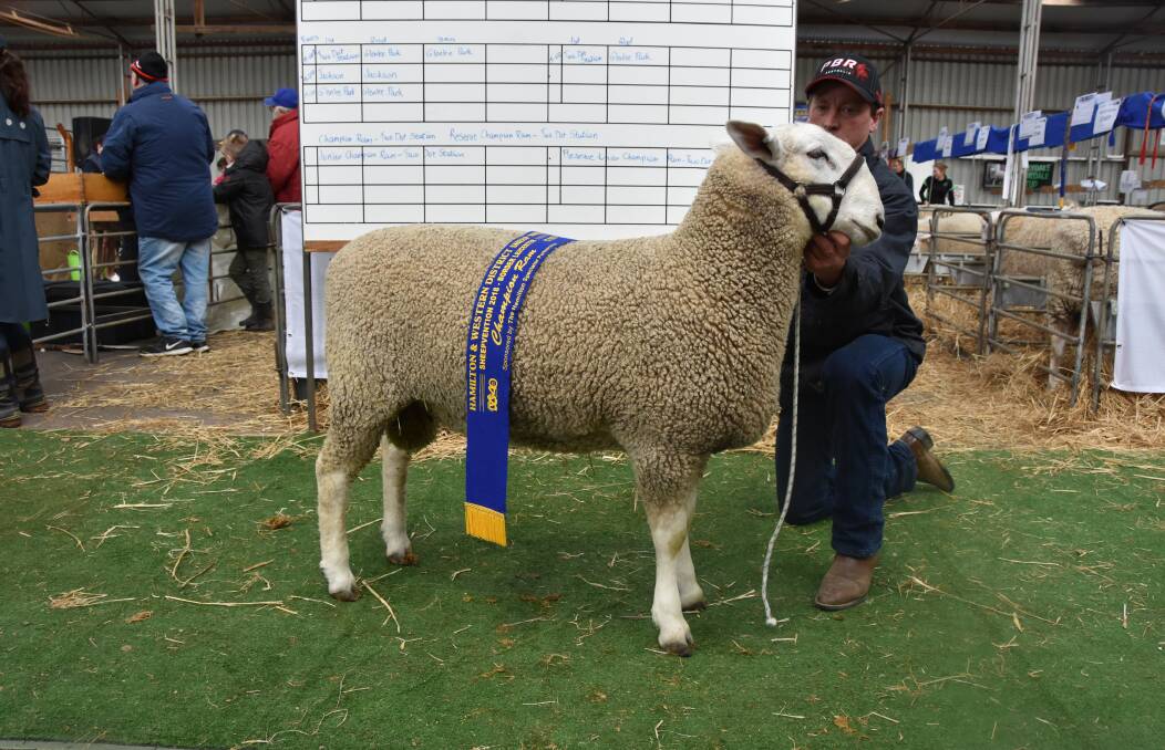BORDER LEICESTERS: Ross Jackson, Two Dot, with the Champion Border Leicester ram.