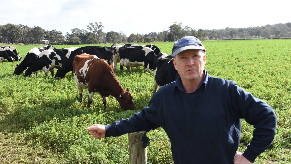 Robert Morrison, Yandoit, milks a 100-strong herd, supplying Saputo and says the benefits of high milk prices are being offset by rising costs. Picture by Andrew Miller 