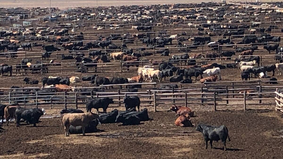 The drought, in America, has seen feedlots increasingly turn towards dairy-beef cattle to replenish stock. Picture supplied.
