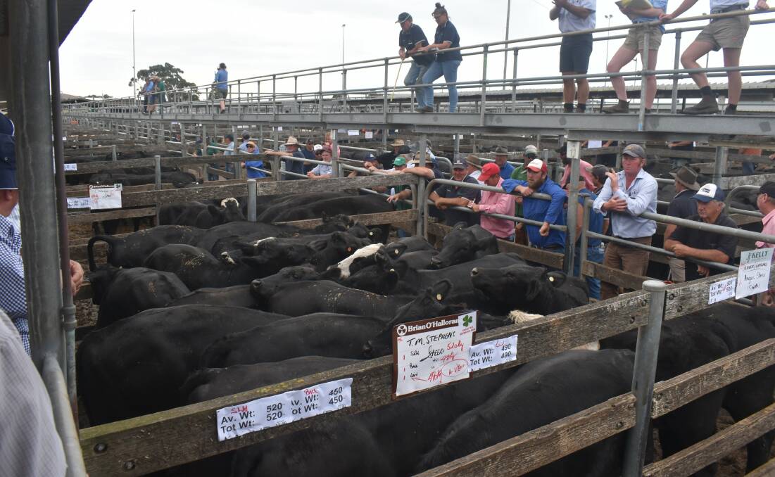 SALES RESUME: Warrnambool store cattle sales have resumed with new social distancing rules and livestream video, which looks a lot different from auctions, earlier this year (pictured).