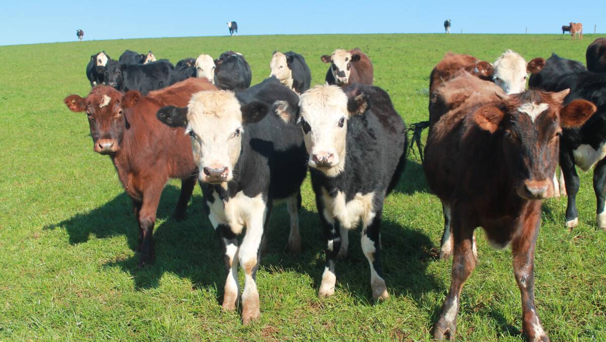 HEFTY FINES: Two Balmattum livestock producers have been hit with heavy fines, after being found guilty of animal cruelty. File photo.