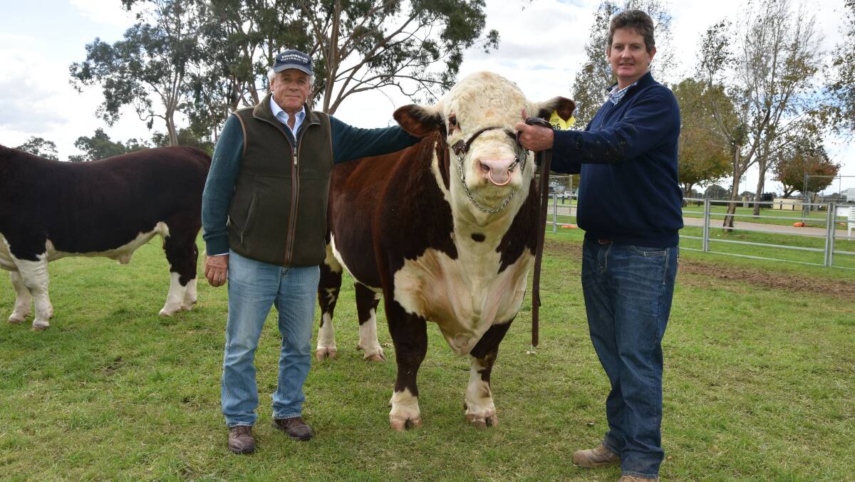 SALE TOPPER: Mawarra Rhinestone with Yarram Park's Antony Baillieu, which bought the bull, and Mawarra stud principal Peter Sykes.