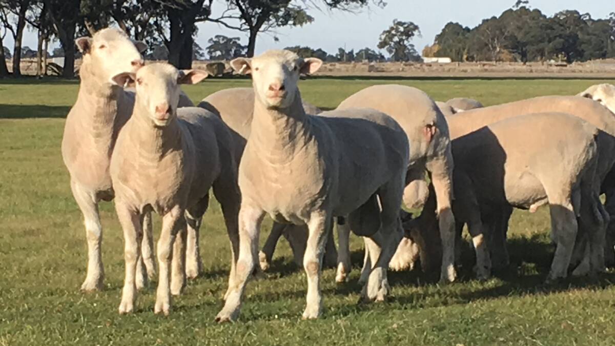 NEW PROPERTY: Having moved to a new property, Walandi principals Ash and Janine Murphy felt it would be good to show the rams on offer.