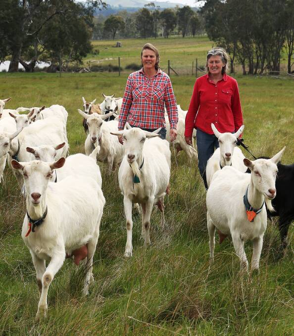 Ann-Marie Monda and Carla Meurs with some of their goats. Picture supplied by Holy Goat