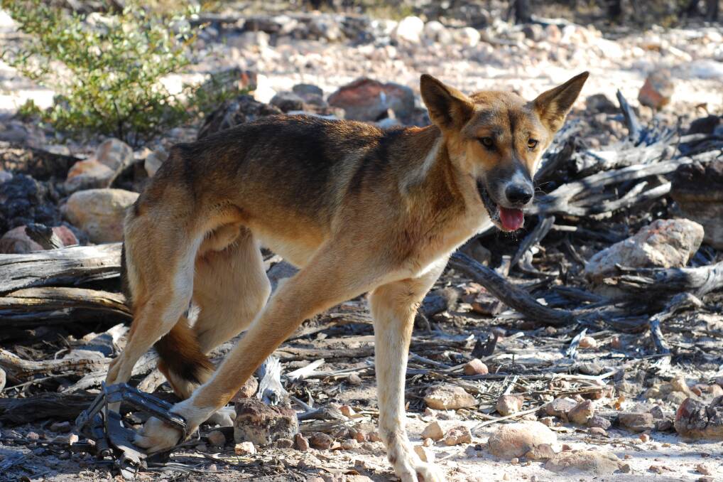 DOG CONTROL: Livestock producers are calling on Meat & Livestock Australia to help fund adoption programs for wild dog management.