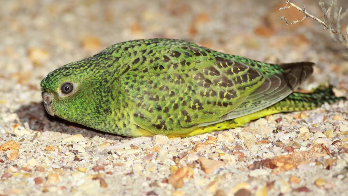 The Night Parrot (Pezoporus occidentalis) is one of the most elusive and mysterious birds in the world. Photo by Steve Murphy.