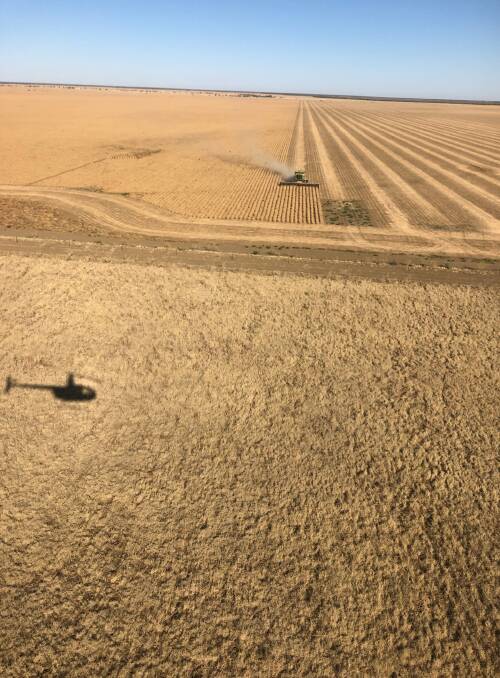 An aerial view of the 2830ha chickpea crop at Nelia being harvested in early September, pushing the boundaries of pulse crops in Australia further north. Photo - supplied.
