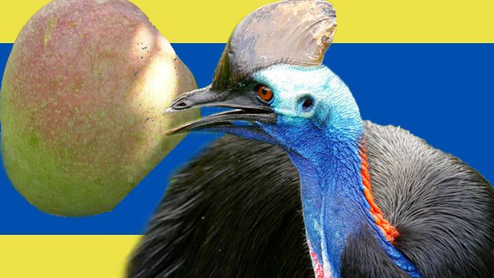 Could a North Queensland flag look like this? The most popular fruit and animal emblems in the KAP survey were mango and cassowary, which we've set on a background of North Queensland Cowboys colours.