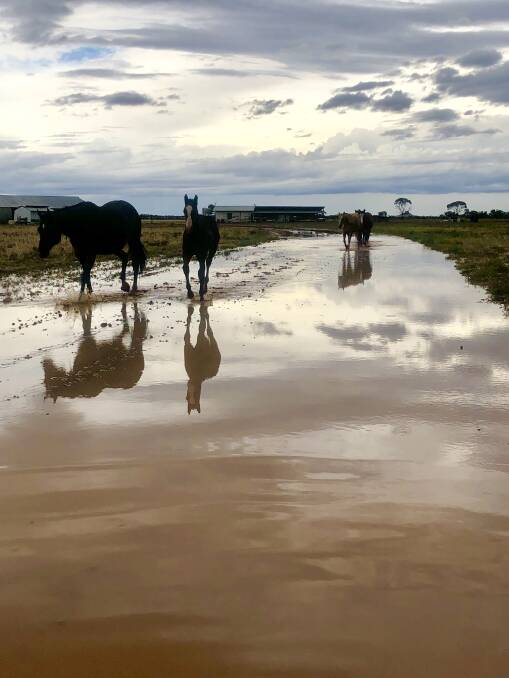 Horses enjoying the rain at Warbreccan, Stonehenge. Picture - Ingrid Miller.
