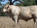 GOOD TYPE:4NG R19E Lot 3 Clare Robin Hood is a prime example of the quality being offered at the Eidsvold Saleyards by Clare Charolais and Elridge Charolais. Photo: Supplied