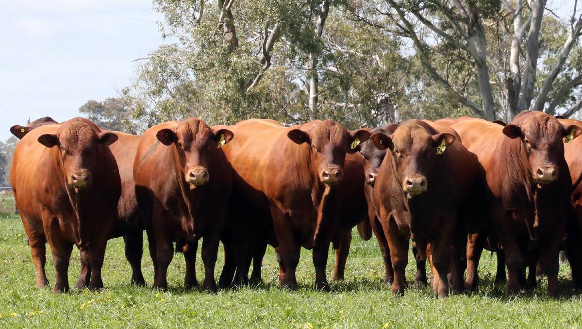SHARED QUALITY: The bulls from Kurra-Wirra are noted for their industry leading traits.