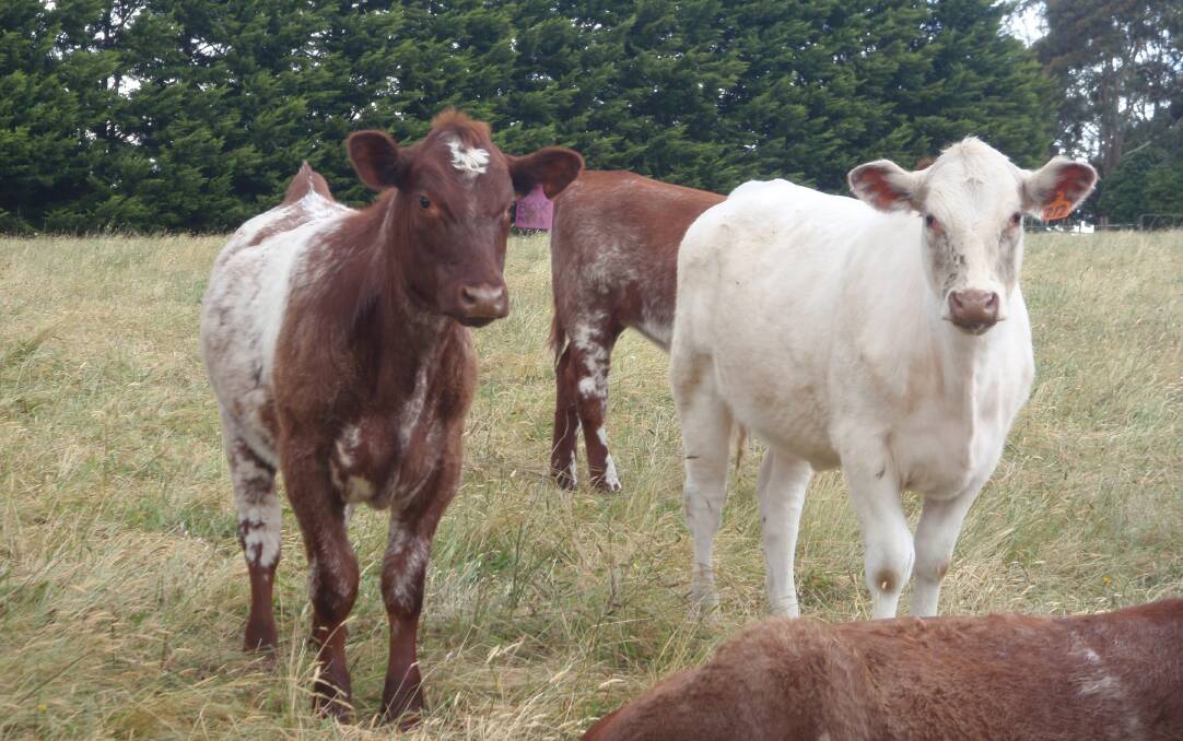 COLOURFUL LOT: The Doben Park Shorthorn herd at Buln Buln East are a real mix of quality genetics and colours.