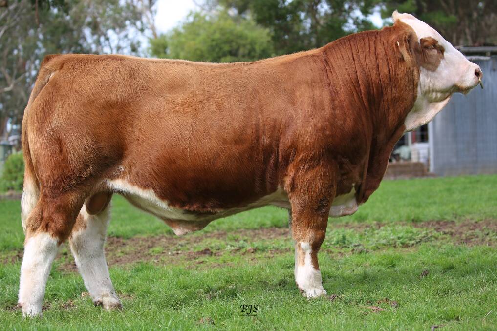 GREAT TYPE: Mavstar Rawhide was sold to Meldon Park Simmentals in 2021. The Cannings will offer custom ET flushes from his dam and granddam. Photo by BJS Livestock Photography.